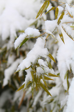 雪竹