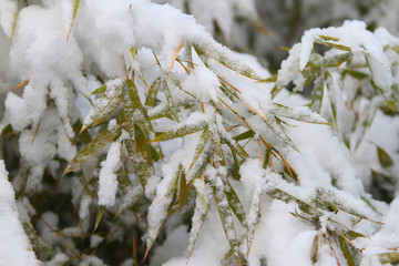 雪竹