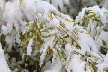 雪竹