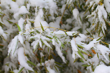 雪竹