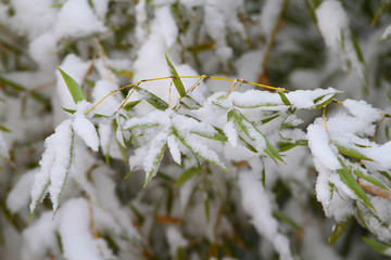 雪竹