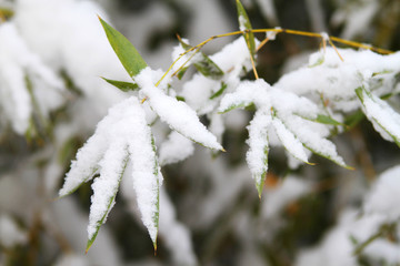 雪竹