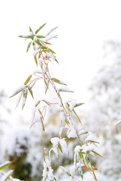 雪竹