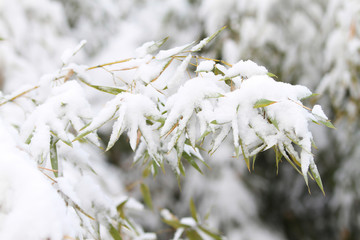 雪竹