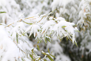 雪竹