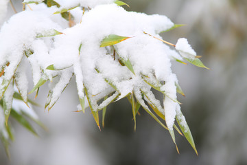 雪竹