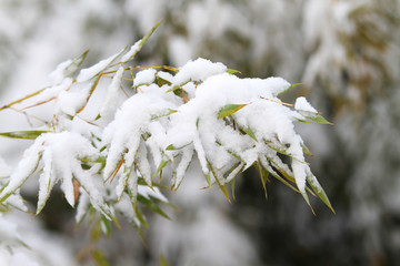 雪竹