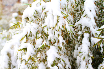 雪竹