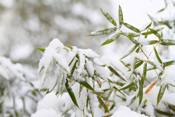 雪竹