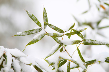 雪竹