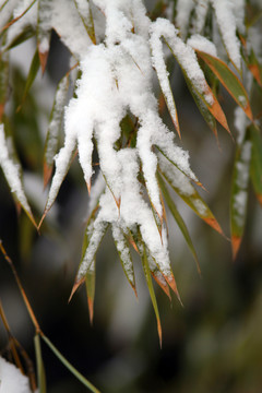 雪竹