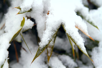 雪竹