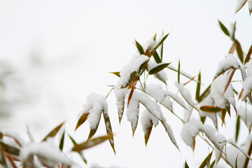 雪竹