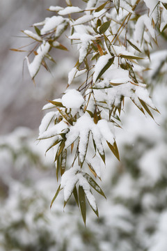 雪竹