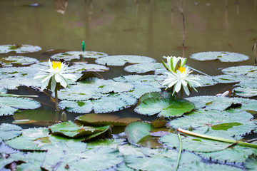 池塘荷花