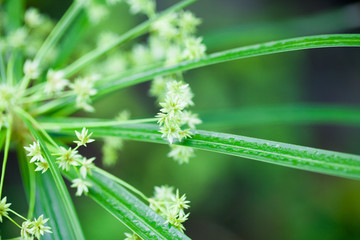 绿色花草特写