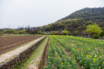 杭州八卦田