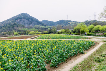 杭州八卦田