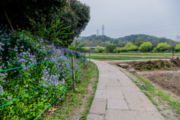 杭州八卦田