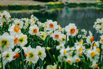 水仙花