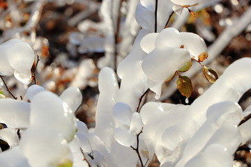 冰雪覆盖