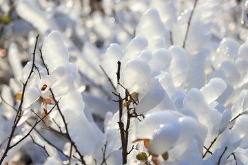 冰雪