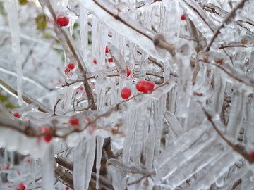 冰雪红豆