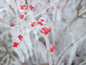 冰雪红豆