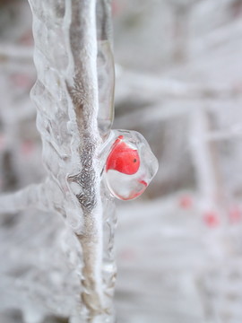 冰雪红豆