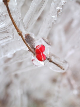 冰雪红豆