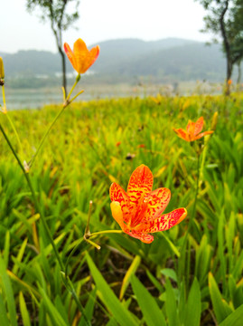 鲜花特写