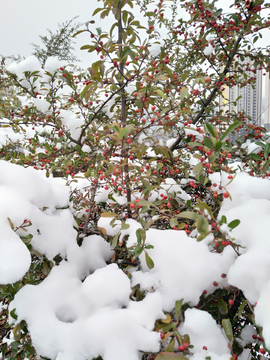 雪中小红果