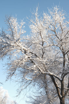 雪景