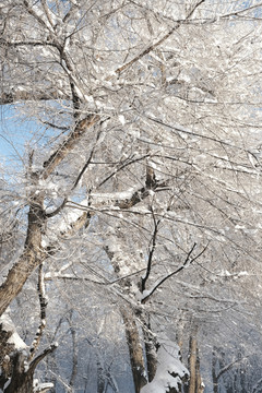 雪景