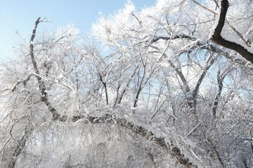 雪景