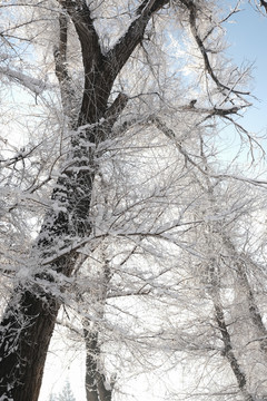 雪景