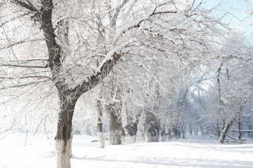 雪景