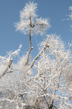 雪景