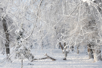 雪景