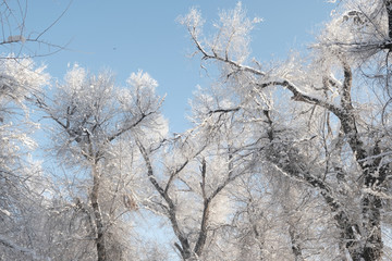 雪景