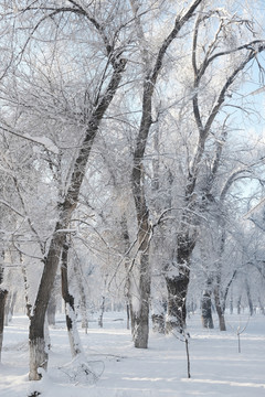 雪景