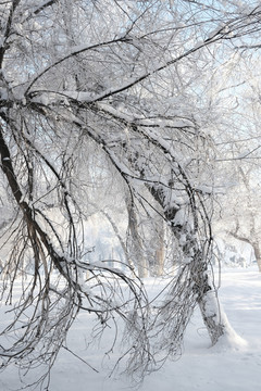 雪景