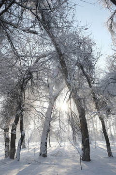 雪景