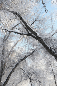 雪景