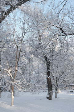 冬雪