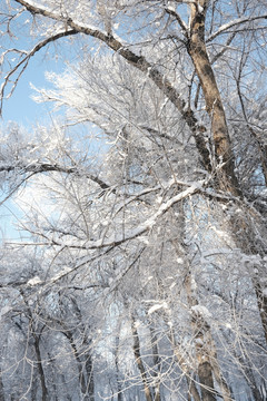 雪淞