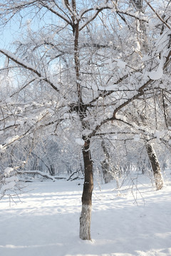 雪淞