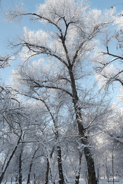 雪景