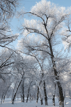 雪景