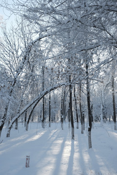 冬雪